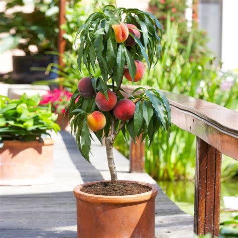 bonanza patio peach tree for sale